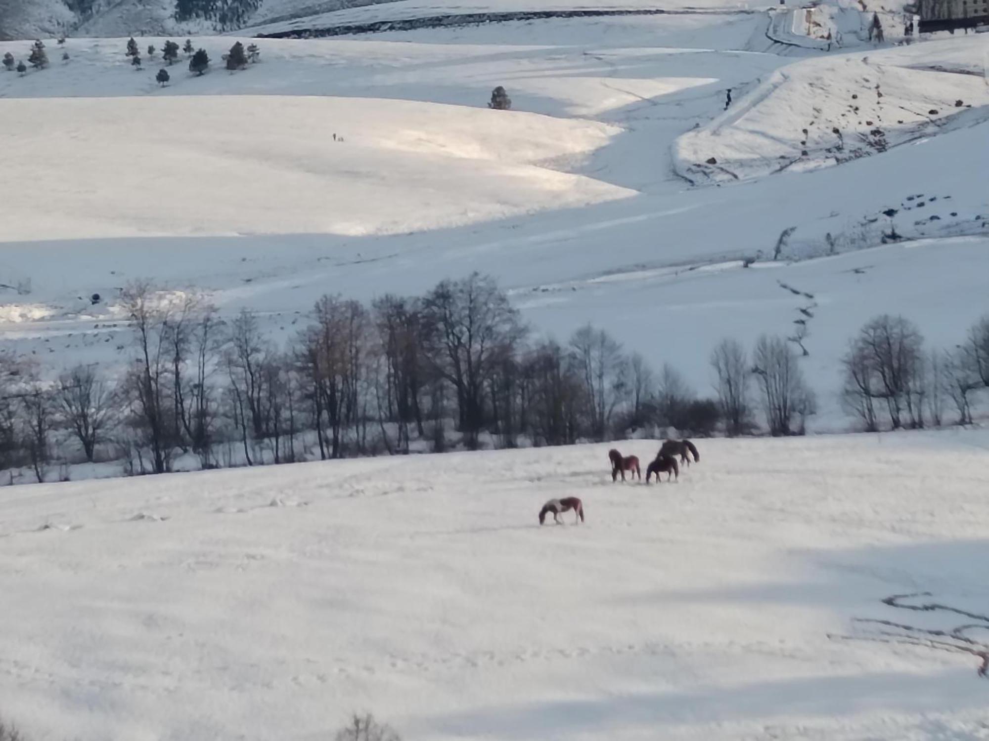 Sm Relax * Zlatibor